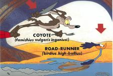 Wile E. Coyote Artwork Wile E. Coyote Artwork Famishius Vulgaris